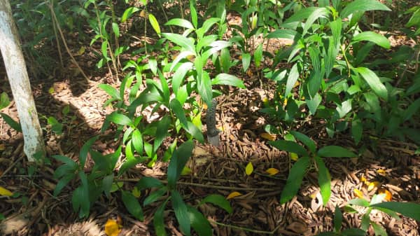 Gabay sa Pagpili ng Ultimate Outdoor Survival Tools , Shieldon